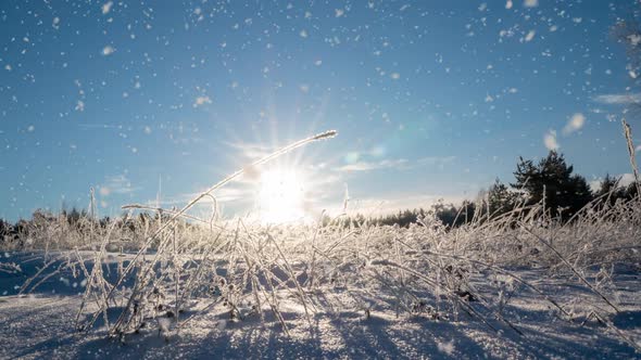 Winter Landscape with Snowfall Growth Gap of Frost on Spruce Branch Christmas Winter Beautiful alt