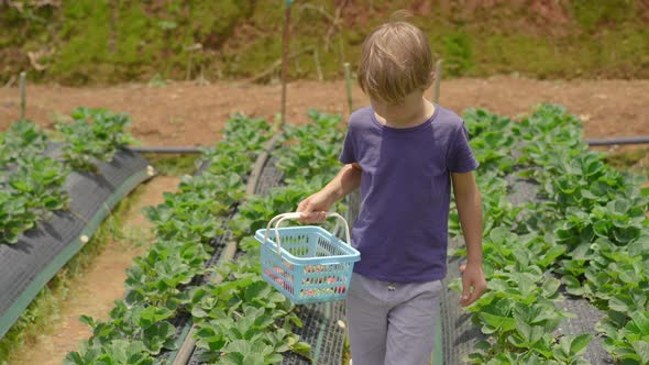 A Little Boy Collects Strawbery on an Eco Farm. Ecoturism Concept alt