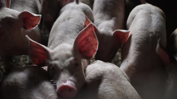 Pigs Standing Together In Pen On Farm alt