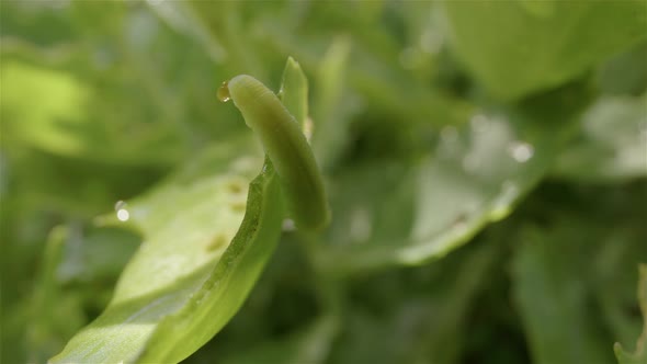 Cabbage white caterpillar, cabbageworm, on leaves with morning dew, truck left alt