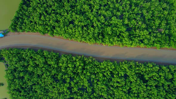 Aerial view over green mangrove forest. nature tropical rainforest alt