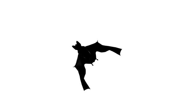 Bat Flying Bottom Wiew Hd. Looped