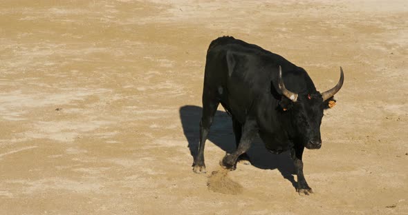 French-style bloodless bullfighting, in Saintes-Maries de la Mer, Camargue, France alt