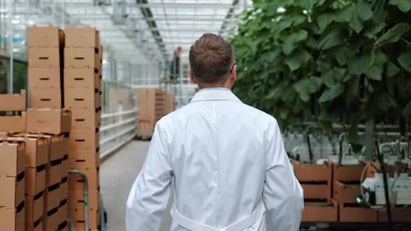 Male Agricultural Worker Going at Greenhouse Industrial Greenery Horticulture Planting Back View alt