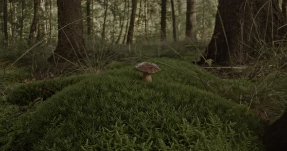 Wild mushroom in the dewy autumn moss