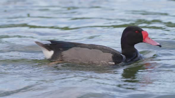 Wild male rosy-billed pochard, netta peposaca with beautifully oiled and preened feathers gracefully alt