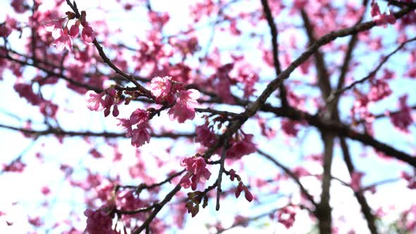 Cherry Blossom With Sunlight, Stock Footage | VideoHive