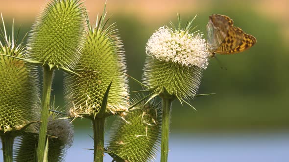 Beautiful butterfly sitting on a flower alt