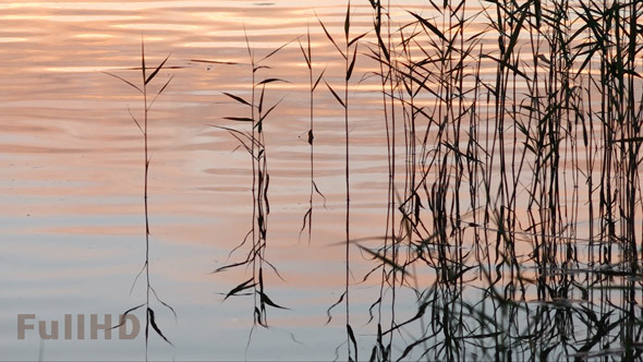 Grass on Lake on Sunset alt