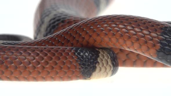 Sinaloan Milk Snake, Lampropeltis Triangulum Sinaloae, in Front of White Background alt