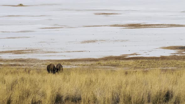 Two buffalo or American bison grazing side-by-side with the salt flats of Utah's Antelope Island in alt