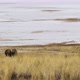 Two buffalo or American bison grazing side-by-side with the salt flats of Utah's Antelope Island in