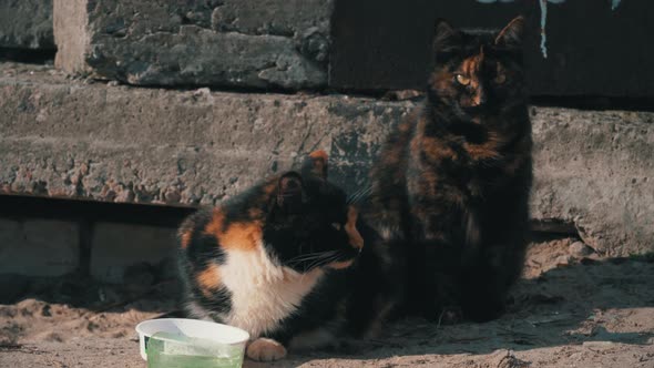 Street Homeless Cats Eat From a Dirty Bowl on the Ground on the Street alt