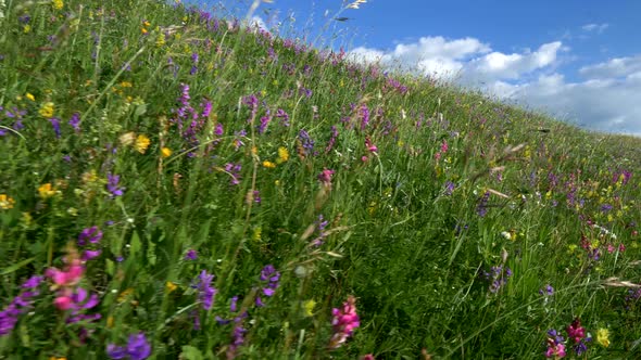 Alpine Meadow with Bright Wildflowers on Blue Sky Background. Steadicam Shot. , FHD alt