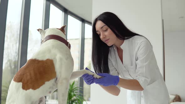 Woman Veterinarian Inspects the Dog in Veterinary Clinic. Medical Business. Veterinarian Medicine alt
