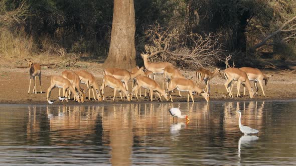 Impala Antelopes Drinking Water - Kruger National Park alt