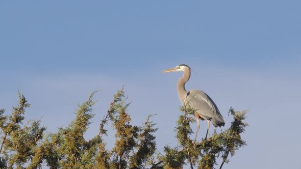 Great Blue Heron Perched on Tree Looking