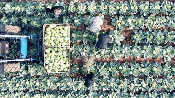 A Group of Farmers are Collecting Cabbage Into Containers alt