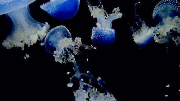 many blue, white spotted rhizostoma jellyfish swimming in the water, dancing in the water against a alt