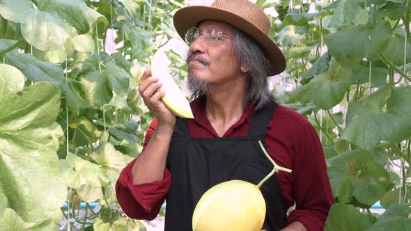 Senior Male Farmer Smelling a Piece of His Farm Product Inside Farm Garden in Summer alt