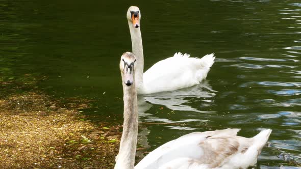 Swans on the lake. Two beautiful swans swim near each other on a lake in the forest. alt