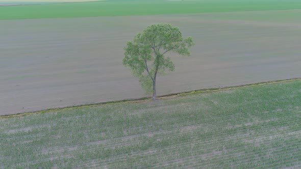 4K, UHD drone orbit around an isolated tree in a crops field in rural area.