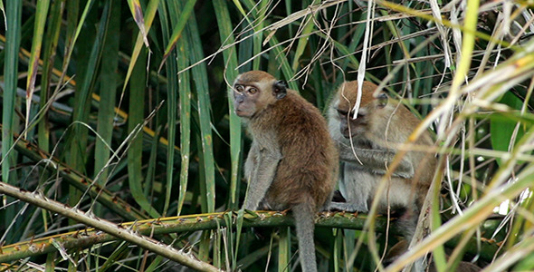 Wild Monkeys 02 alt