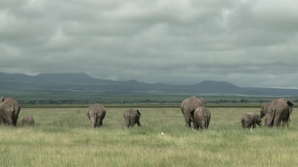 African Elephant (Loxodonta africana)  family eating in the grasslands, seen from behind, Amboseli N alt