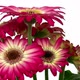 Rotating pink-white gerbera two, seamless loop - VideoHive Item for Sale