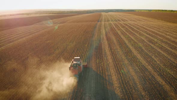 Aerial View Combine Is Working in the Field, Harvester Is Cutting Ripe, Dry Sunflowers, Beautiful alt