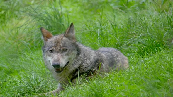 Super slow motion of Lupus Apex Predator Wolf hiding in high grass field during chase - close up sho alt
