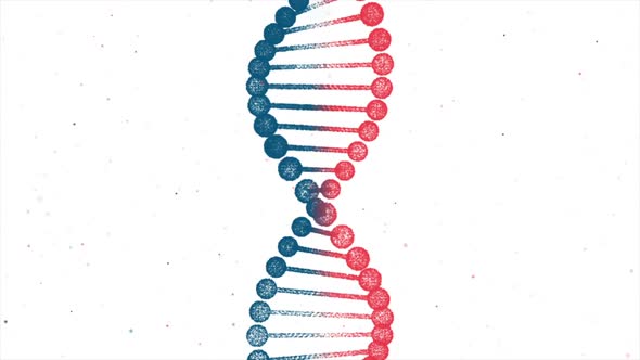 BiColor DNA Chain Loop