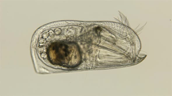 Ostracode Halocyprida Under the Microscope, Phylum, Arthropoda, Subclass, Myodocopa alt