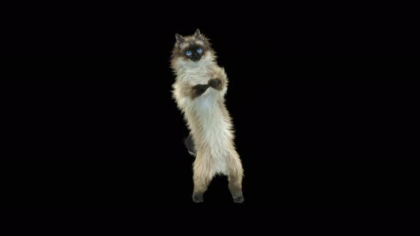 Cat Dancing 4K alt