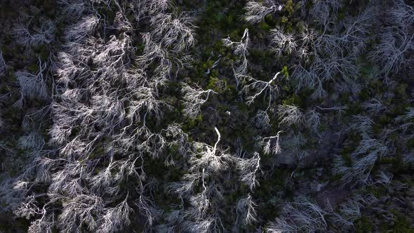 Aerial drone view of burned trees in forest on the cliffs. White trees. Backgrounds and textures.