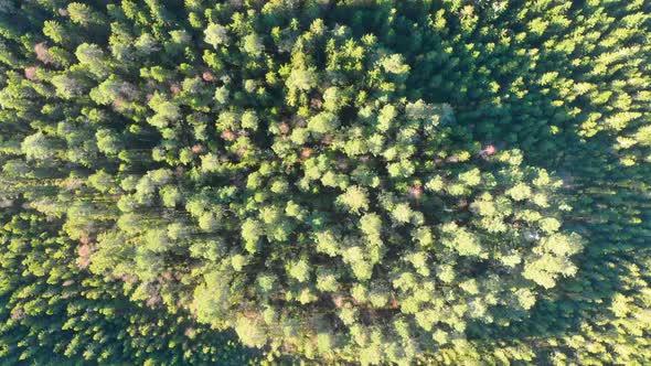 Drone footage, top.view, of a colourful autumn forest revealing a road. Filmed in realtime at 4k alt