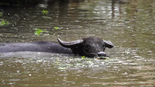 slow-motion of water buffalo is playing and swimming in the pond