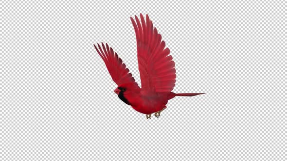 American Cardinal - Red Bird - Flying Loop - Side Angle CU - Alpha Channel