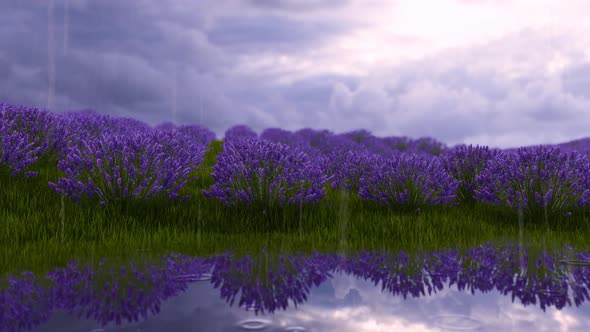 Lavender Field With Purple Rows And Rain