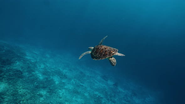 Swimming Cute Turtle in the Blue Ocean. Underwater Scuba Diving with Sea Turtle. Exotic Island alt