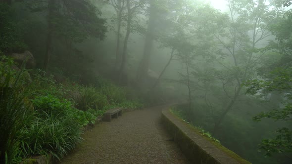 Stone Path Leading Through Mist and Fog in Villa Sassetti Trail