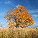 Maple Tree In Autumn - VideoHive Item for Sale