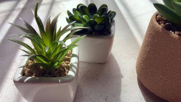 Green Home Plants alt