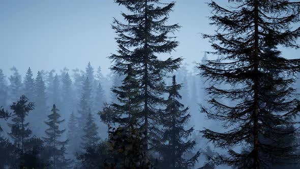 Misty Nordic Forest in Early Morning with Fog alt