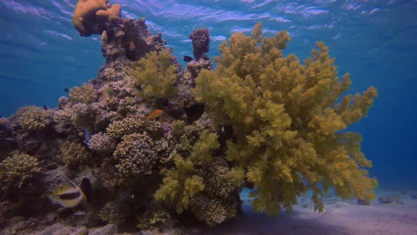 Yellow Soft Coral Broccoli alt
