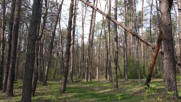 Beautiful Forest Landscape Aerial View Slow Motion alt