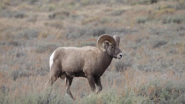 Big Horn Sheep Ram walking through the brush in a field in Wyoming alt