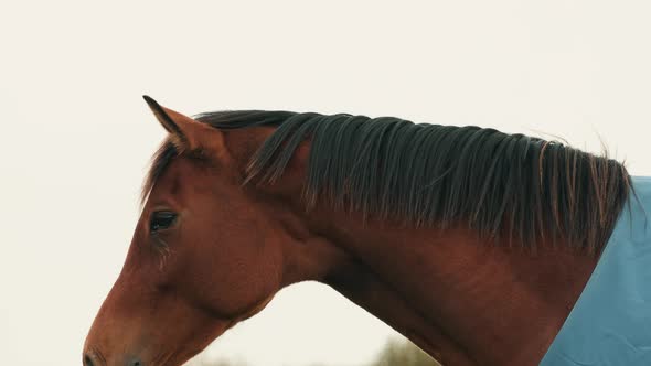 Thoroughbred Horse With A Shortened Or Pulled Mane Looking Around Its Environment. - medium shot alt