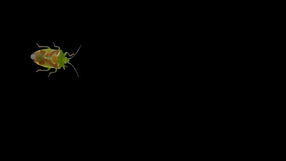 Stink Bug. Footage With Alpha Channel 