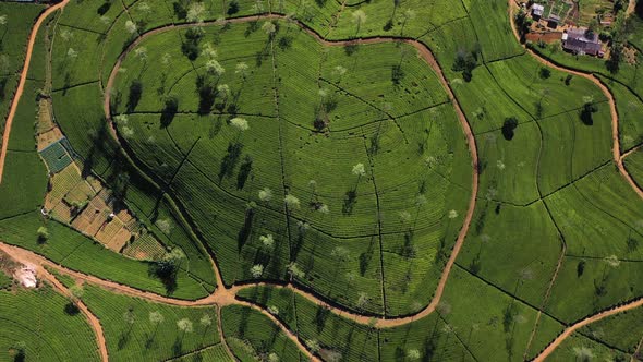 Aerial view of Ella Tea Garden, Nuwara Eliya, Sri Lanka. alt
